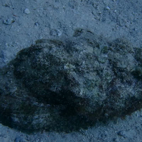 オニダルマオコゼ2の画像