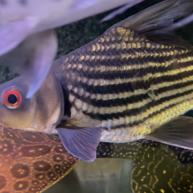 プロバルブス属の画像