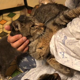 こつぶの抱っこの画像