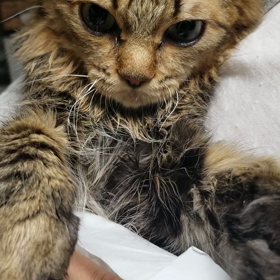 痙攣発作の画像