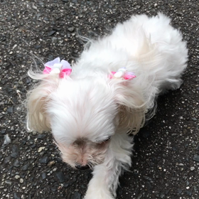 りんちゃんセカンドオピニオンの画像