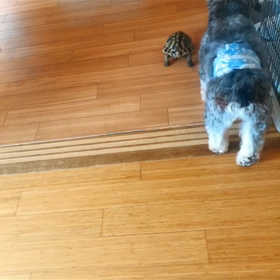 おともだちの画像