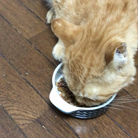 チリコさん FIP治療中の画像