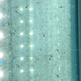 針仔泳ぎ出したの画像