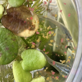 久々 ごはんタイムの画像