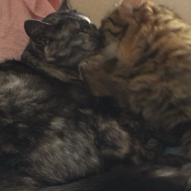 世界猫の日の画像