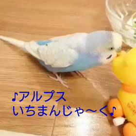 歌うインコ❤️アルプス一万尺歌うの画像