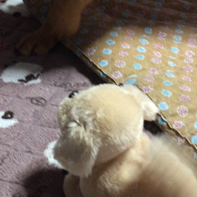 モモにおみやげの画像