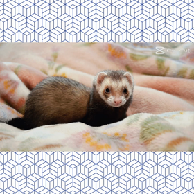 フェレット＆♪ペッタムダンス♪しよ！の画像