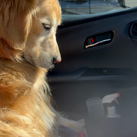 今日は動物病院への画像