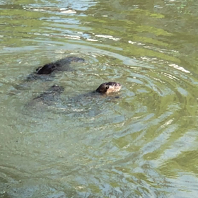 今朝も遭遇した大人たち♡の画像