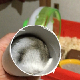 クルクルりんの画像