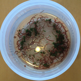 101匹クロレラ赤虫の画像