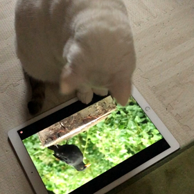 にくきゅう　カサカサの画像