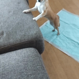 ペットホテル❗の画像