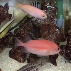 目がキュートな海水魚❗️の画像