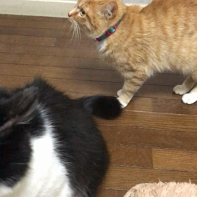 仲良しコンビ❤️の画像