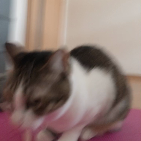 早朝の電話…クリスマス会どうなる？の画像