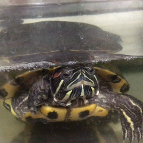 仲良しカメちやんとの画像