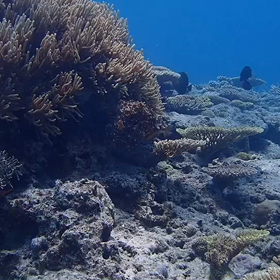擬態名人の最強ハンターの画像