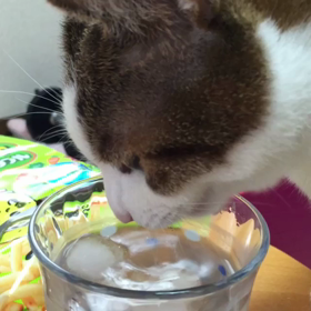 暑いから氷入り。の画像