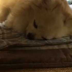 ジャイアントチワワの画像