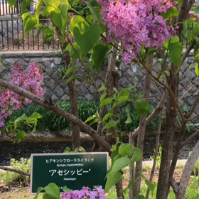 フレンチリラの香りの画像