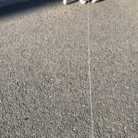 犬だけに、ワンしょっと。一発撮り。99の画像