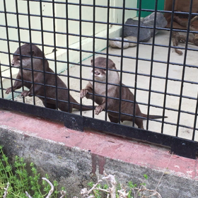 かわうそって、ひよこの鳴き声？の画像