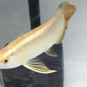 こがね色の画像