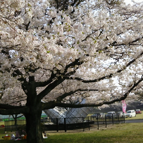 桜の動画が消えてるの画像