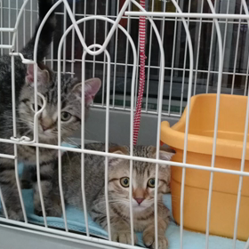 在籍の仔猫の画像