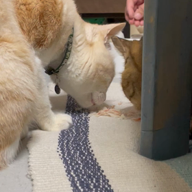 だいちゃん♂と福ちゃん♀は仲良しの画像