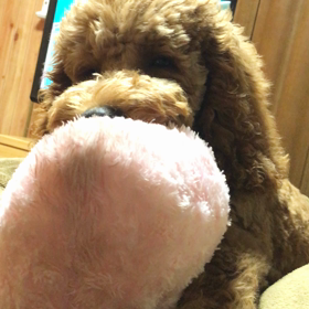 ばぶちゃんの画像