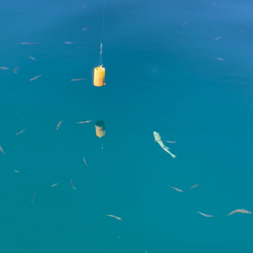 また行きたい海釣りの画像