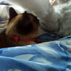 しつこい  しるこ(ΦωΦ)の画像