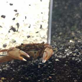 蟹の口？の画像