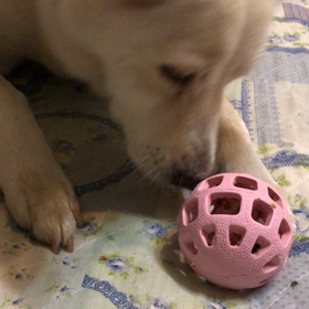 フンガフンガの画像