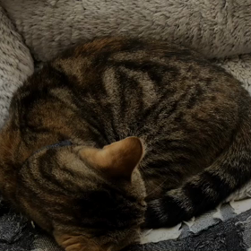 モフモフのお友達の画像