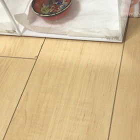 帝王ティムの水飲みの画像