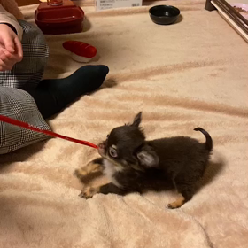 ワンコは可愛い♡の画像