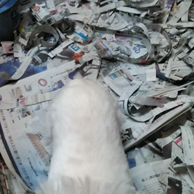 ウエスティーの画像