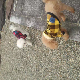 やってみたかった♪の画像