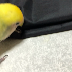 今日はしじみの日の画像