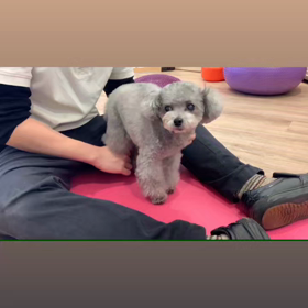 レオぽんのお稽古の画像
