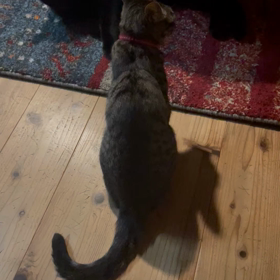 こんやのバトルの画像