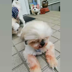 ✿ふわふわ✿の画像