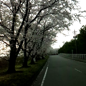 ず～っと桜の画像