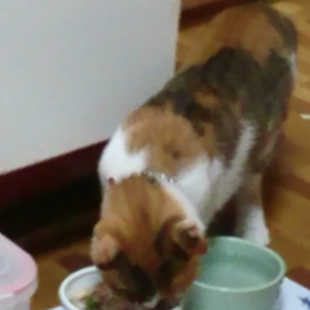 傾いてる(笑)の画像