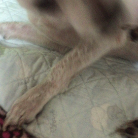 耳痒いのかい？の画像